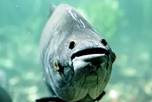 Andrea Florence: Tambaqui Fish - seed eating