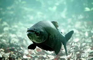 Andrea Florence: Tambaqui Fish - seed eating