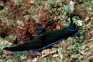Nudibranches: Tambja Nudibranch