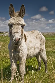 Heaths: Tamed donkey in Irish landscape County Galway Ireland
