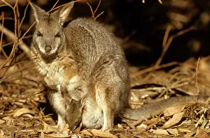 Pouches: Tammar wallaby - mother with young in pouch