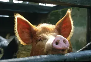 Snouts: TAMWORTH PIG