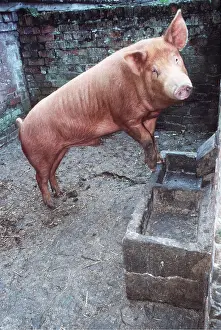 Tamworth: TAMWORTH PIG