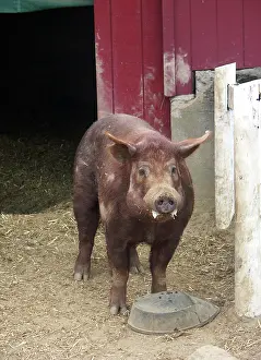 Scrofa: Tamworth Pig