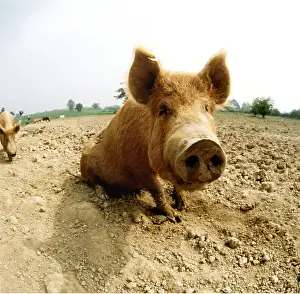 Tamworth: TAMWORTH PIG - Close up using Fish Eye Lens