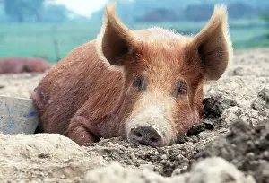 Wallowing: TAMWORTH PIG - LYING DOWN