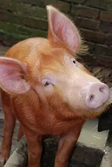 Tamworth: Tamworth Pig: old English breed