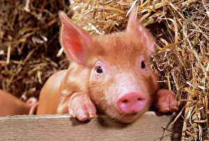 Tamworth: Tamworth Pig - piglet looking over pen