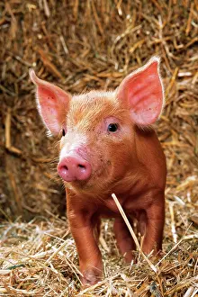 Tamworth: Tamworth PIG - piglet standing in straw