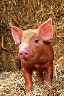 Tamworth: Tamworth Pig - Piglet in straw