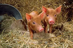 Tamworth: Tamworth Pig - piglets in straw