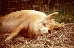 Contentment: TAMWORTH PIG - SLEEPS IN PEN