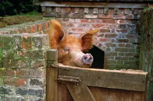 Tamworth: Tamworth Pig - in sty