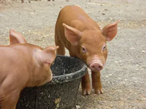 Artiodactylid: Tamworth Pigs