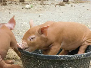 Artiodactylid: Tamworth Pigs