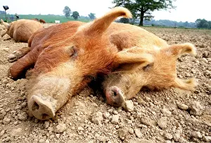 Snout: Tamworth Pigs - sleeping, close up of heads
