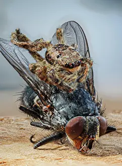 Undatus: Tan jumping spider (Platycryptus undatus) with house