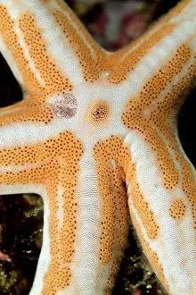 Lea Lee: Tan Sea Star