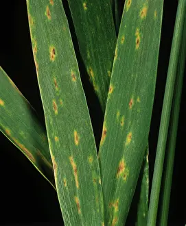 Tritici: Tan spot early infection on wheat