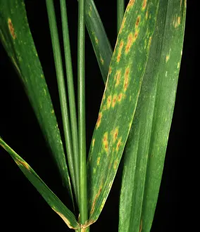 Tritici: Tan spot lesion on wheat leaves