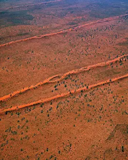Acacias: Tanami Desert vegetation: spinifex, desert oaks & acacias