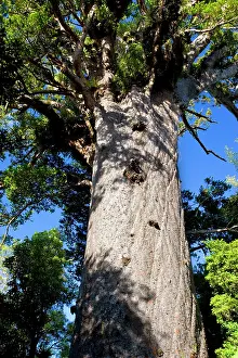 Maori: Tane Mahuta - this giant Kauri tree is the largest