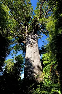 Maori: Tane Mahuta - this giant Kauri tree is the largest