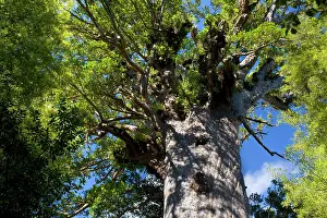 Maori: Tane Mahuta - this giant Kauri tree is the largest