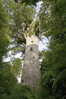 Kauri: Tane Mahuta Kauri Tree - in Waipoua Kauri Forest