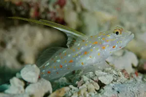 Shrimpgoby: Tangaroa Shrimpgoby with very long dorsal fin Sebayor