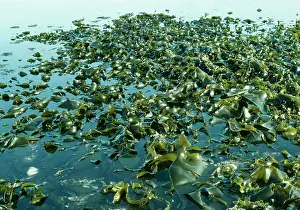 Laminaria: Tanggle Kelp / Oarweed - Seaweed