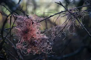 Bramble: Tangle of discarded orange nylon string caught in bare bramb