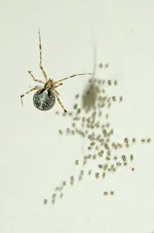 Comb: Tangle-web Spider with spiderlings