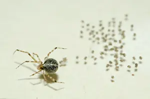 Comb: Tangle-web Spider with spiderlings