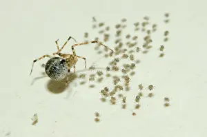 Comb: Tangle-web Spider with spiderlings