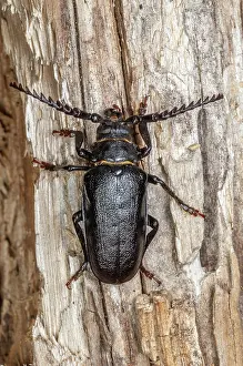 Carcass: Tanner beetle (Prionus coriarius) sitting on a dead