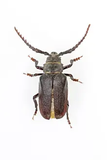 Allariz: Tanner Beetle on white background Allariz, Galicia, Spain