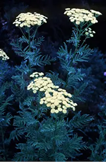 Allen Paterson: TANSY