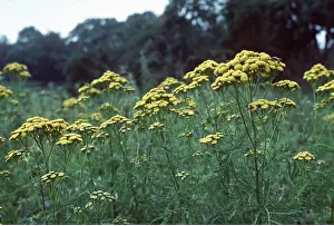 Tansy: TANSY