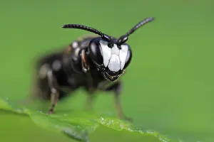 Mask: Tansy masked bee (Hylaeus nigritus), male, extre