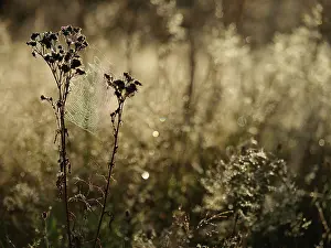 Tansy: Tansy Ragwort