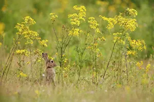 Tansy: Tansy Ragwort