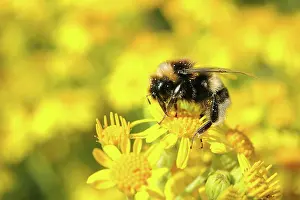 Bombus: Tansy Ragwort
