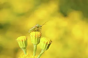 Capsid: Tansy Ragwort