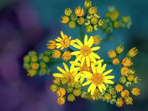 Standard: Tansy Ragwort