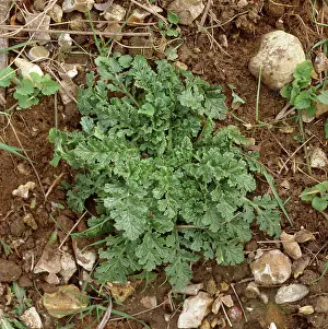 Rosette: Tansy Ragwort plant