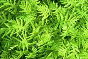 Tansy: Tansy
