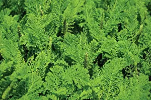 Tansy: Tansy