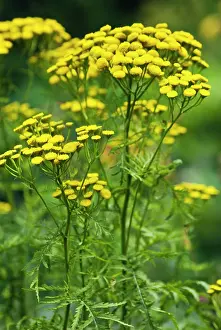 Tansy: Tansy