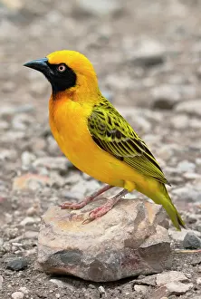 Ploceus: Tanzania